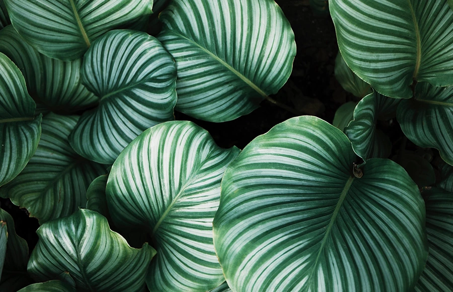 Calibrador de señal utilizado en la base de cultivo de plantas verdes más grande